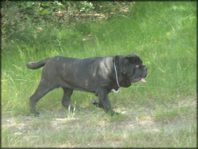 mastino napoletano: Yasmin de Azzurra